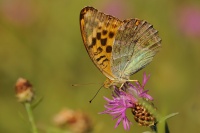 Perletovec stribropasek - argynnis paphia  0098